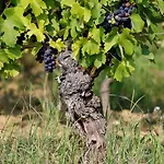 Tenuta Montebello *