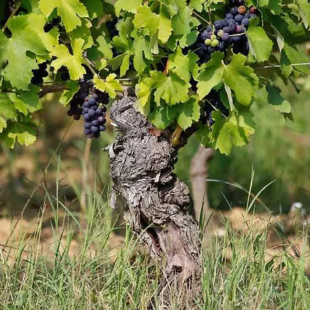 Tenuta Montebello *