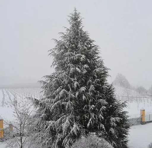 Tenuta Montebello 팜스테이